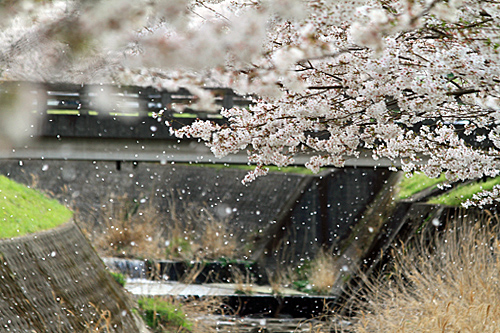 桜の撮影_b0014607_18531318.jpg