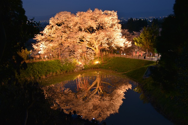 今年最後の桜_b0277008_7441090.jpg