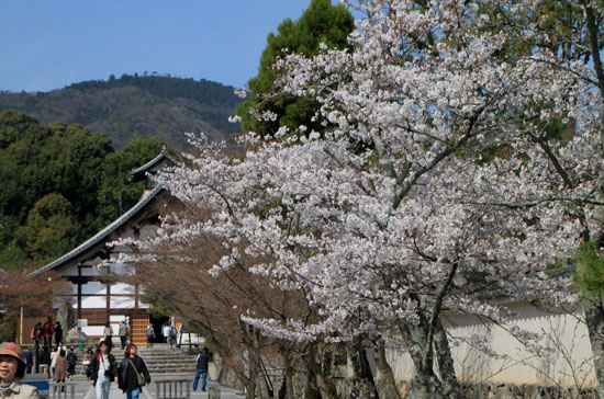 2014花めぐり18天龍寺_e0048413_2223346.jpg
