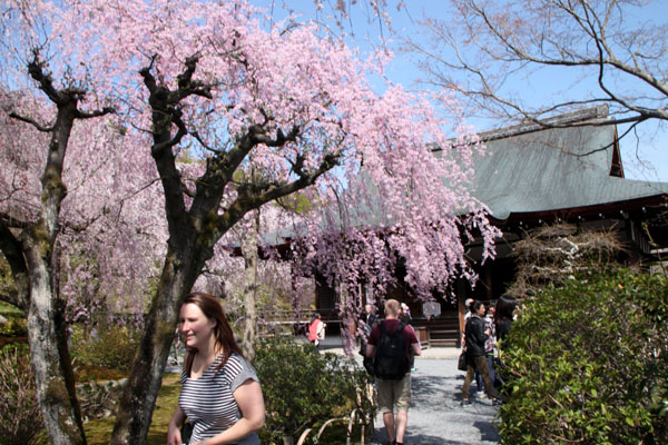 2014花めぐり18天龍寺_e0048413_22233461.jpg