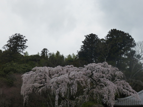 桜・桜・桜_a0162815_17052982.jpg