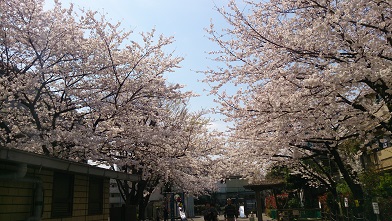 船旅の総集編　　一休み（花見）_c0193016_16262333.jpg