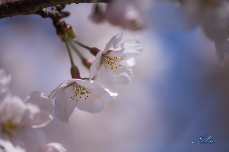 桜　マクロ編_f0173817_103116.jpg