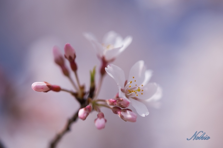 桜　マクロ編_f0173817_9561379.jpg