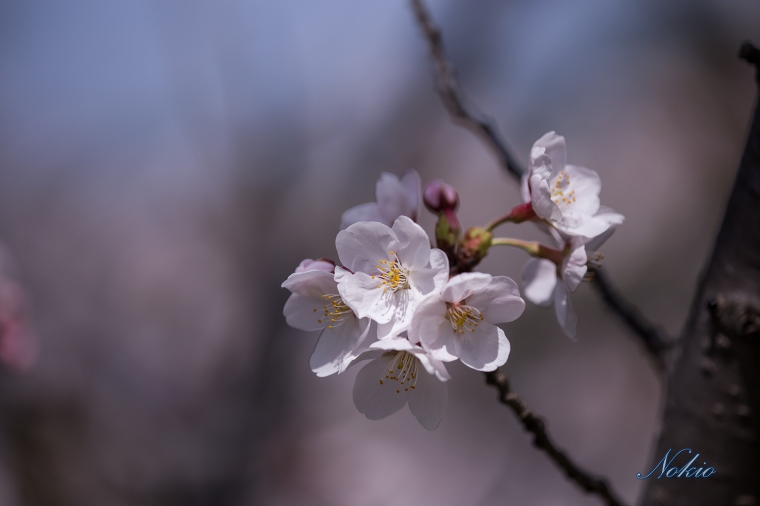 桜　マクロ編_f0173817_9573924.jpg