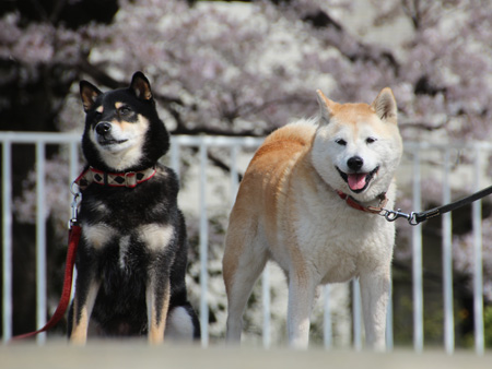 恒例の桜と撮影_c0166018_0131188.jpg