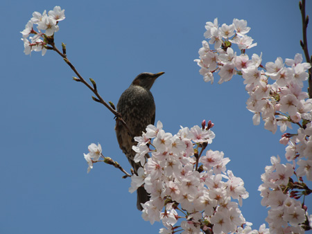 恒例の桜と撮影_c0166018_0135949.jpg