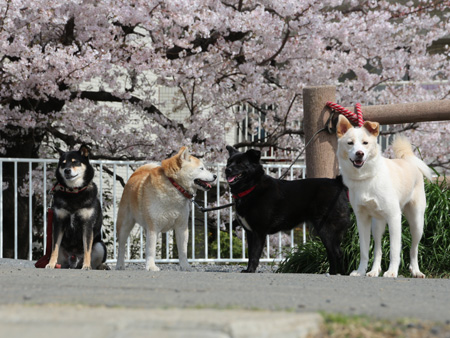 恒例の桜と撮影_c0166018_0141478.jpg