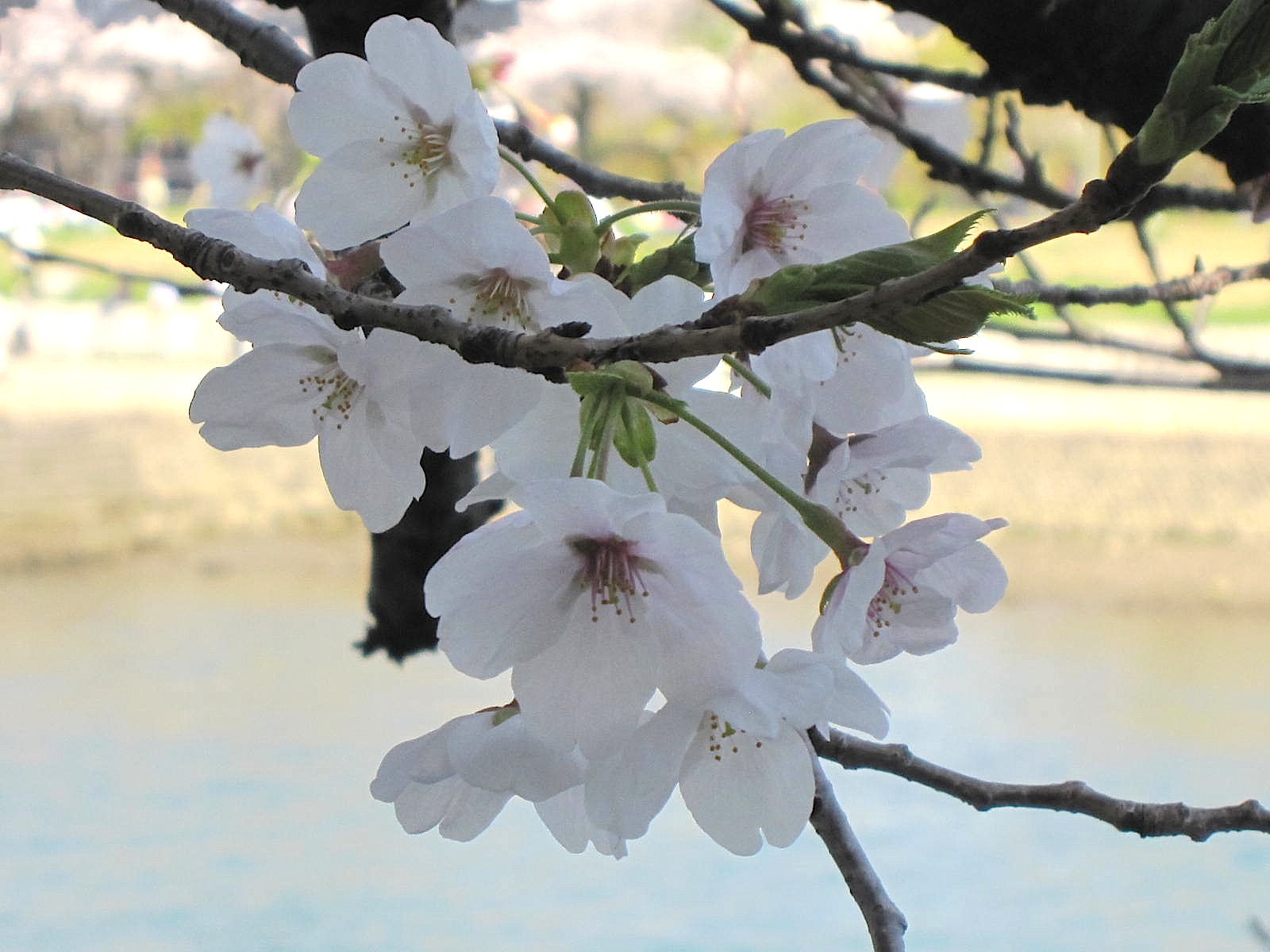 再び桜_f0185019_1258997.jpg