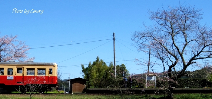 てっちゃんデビュー　小湊鉄道　春爛漫　（３/３１撮影）　in Chiba_d0129921_1446829.jpg