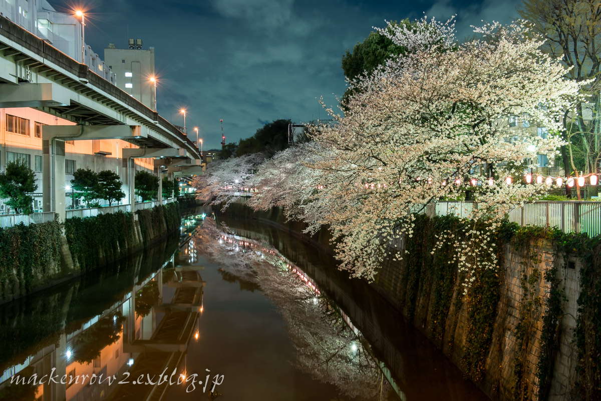 桜 2014_a0232322_1152858.jpg