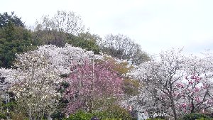 暖かい一日…五月山公園は最高の花見日和_c0133422_23444737.jpg