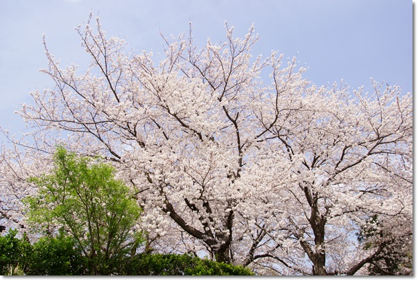 桜日和_c0284923_2150543.jpg