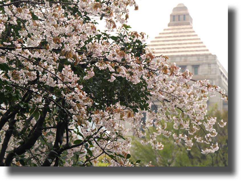 雨降りのお花見　4月3日（木）_c0121824_2146316.jpg