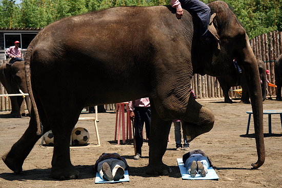 ぞうさんショーと仔象 : 動物園放浪記 ぞうさんショーと仔象 : 動物園放浪記