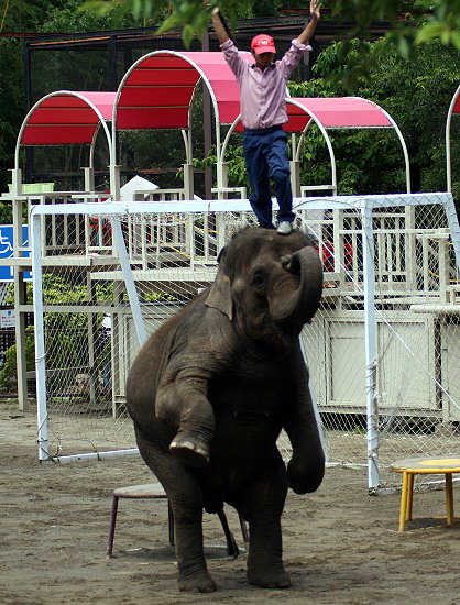 ぞうさんショーと仔象 : 動物園放浪記 ぞうさんショーと仔象 : 動物園放浪記