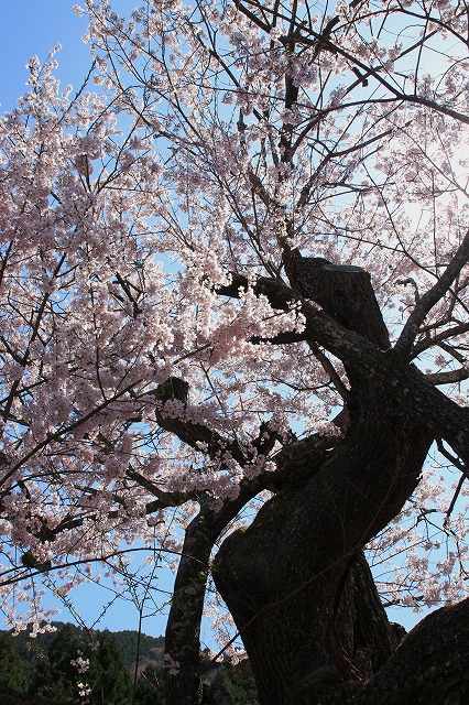 見事なエドヒガン桜を満喫　（その2）_e0321325_1291310.jpg