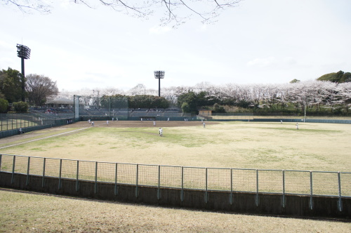 桜満開でした_d0004728_07563896.jpg