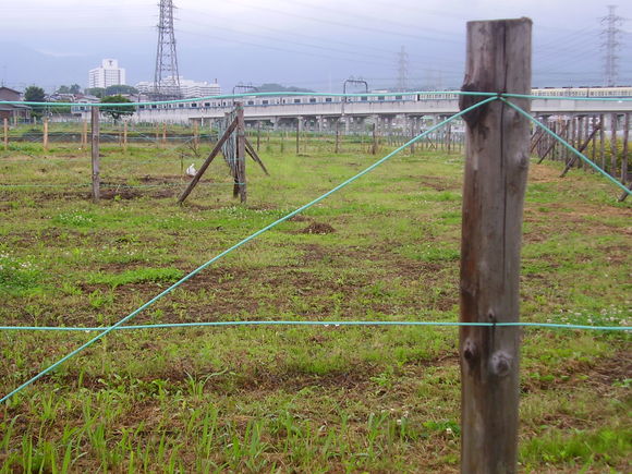 平成２３年、２４年　第二東名　海老名～伊勢原動植物調査の情報公開結果・その１・植物編_e0210728_16273172.jpg