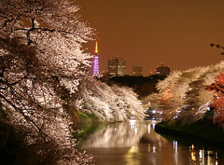 今年の桜は今年だけ。_c0051529_15522269.jpg