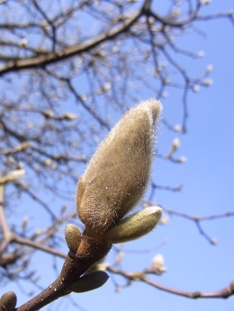 我が家の庭も開花_a0070831_81485.jpg