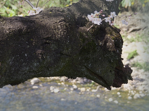 桜撮影_c0077531_12573334.jpg