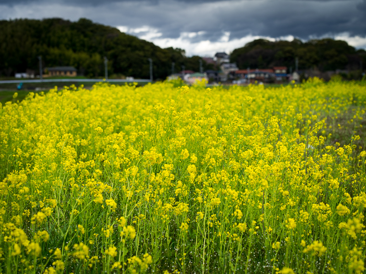 菜の花_f0129532_19394395.jpg