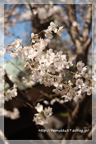 ３月のフォトレッスン☆ちょっと桜も撮ってみた^^_b0253033_1556339.jpg