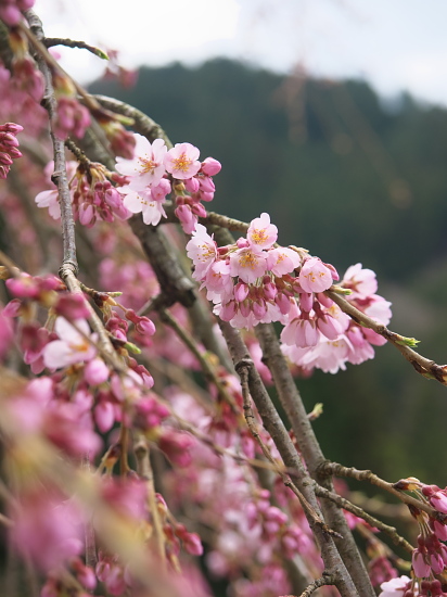 桜便り2014～下市町の桜～　　　　【3月29日】_e0080133_17152249.jpg