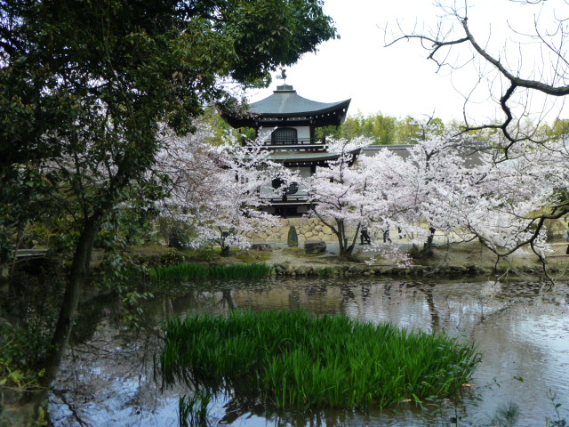 京都　桜情報　2014　_d0106134_2257058.jpg