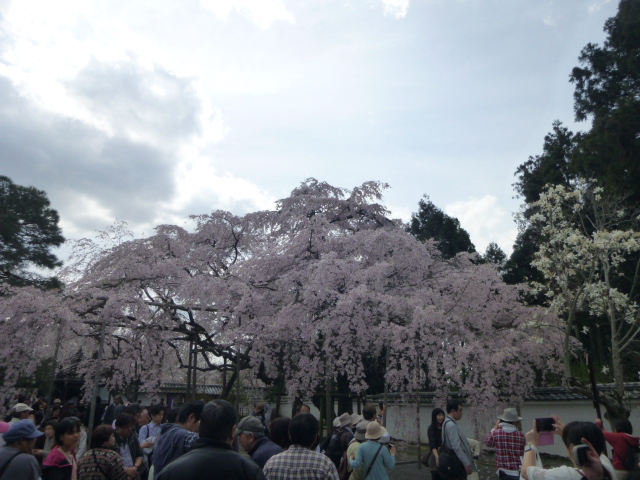 京都　桜情報　2014　_d0106134_22591283.jpg