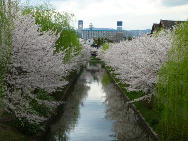 京都　桜情報　2014　_d0106134_233682.jpg