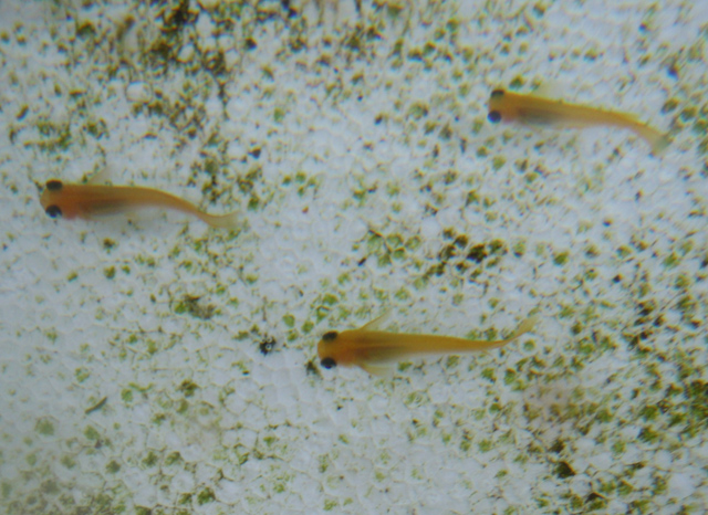 e0097534_1744093.jpg