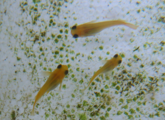 e0097534_1745086.jpg