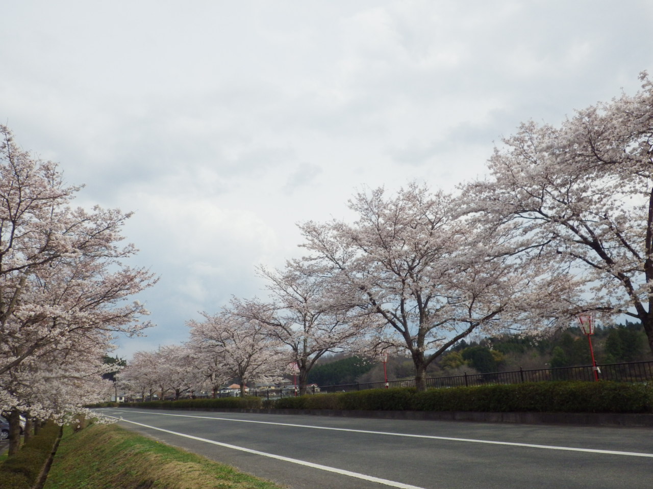 庄原上野池公園の桜が満開です。_c0300035_1744622.jpg