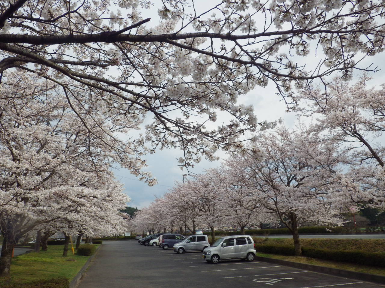 庄原上野池公園の桜が満開です。_c0300035_1752399.jpg