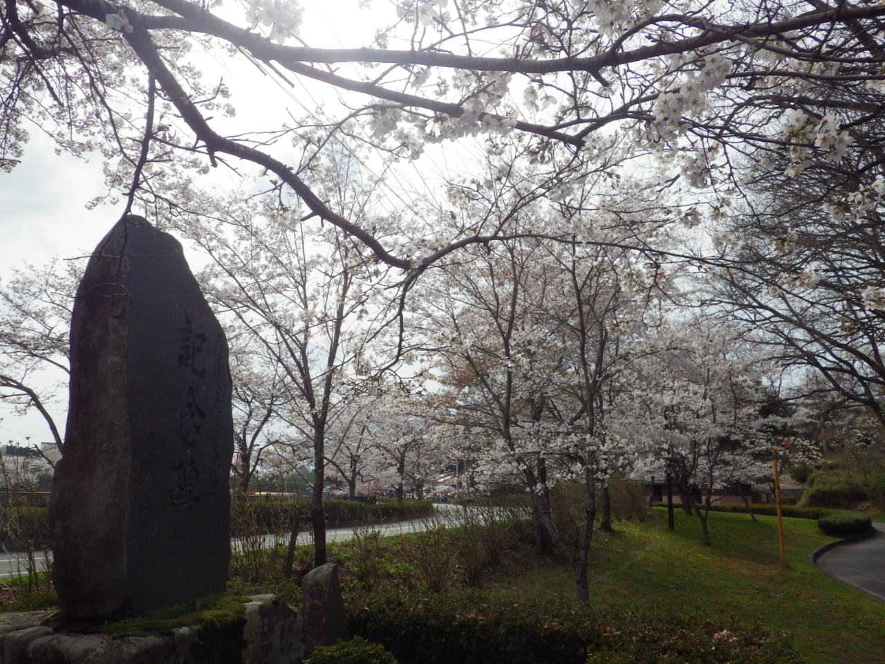 庄原上野池公園の桜が満開です。_c0300035_1752666.jpg