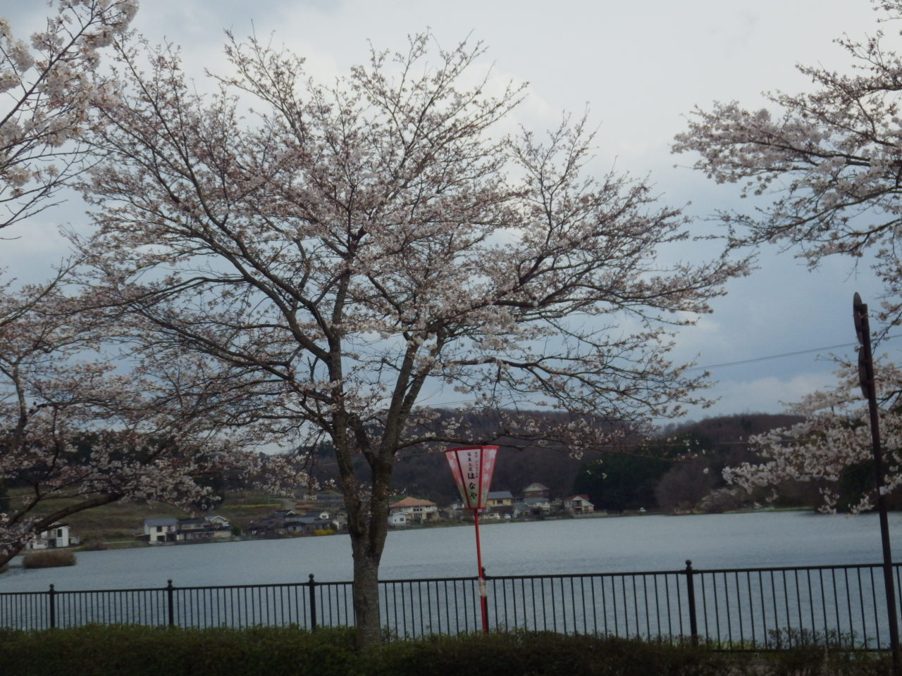 庄原上野池公園の桜が満開です。_c0300035_1761278.jpg