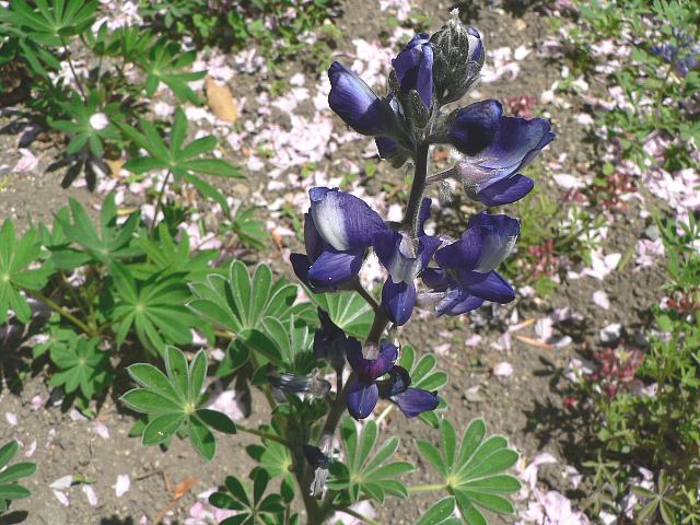 傘葉ルピナス カサバルピナス 今日の花