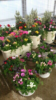 春ですね_e0086738_2342650.jpg