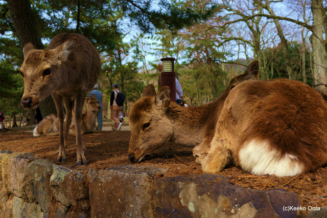 奈良公園　　　3月31日_d0052340_190537.jpg