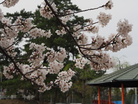 更に桜_d0245240_21321698.jpg