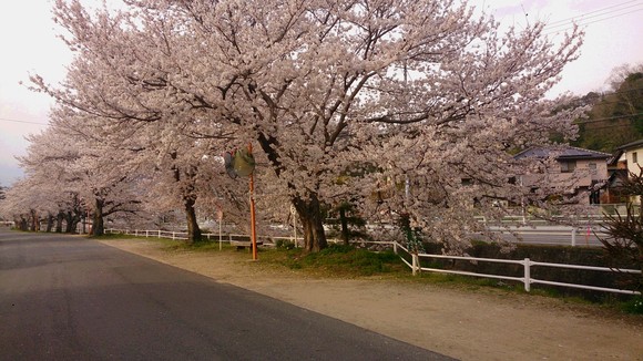 春爛漫_c0206243_17384571.jpg