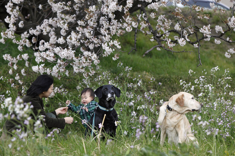 「アイメイト・サポートカレンダー」桜の季節_d0323943_1335917.jpg