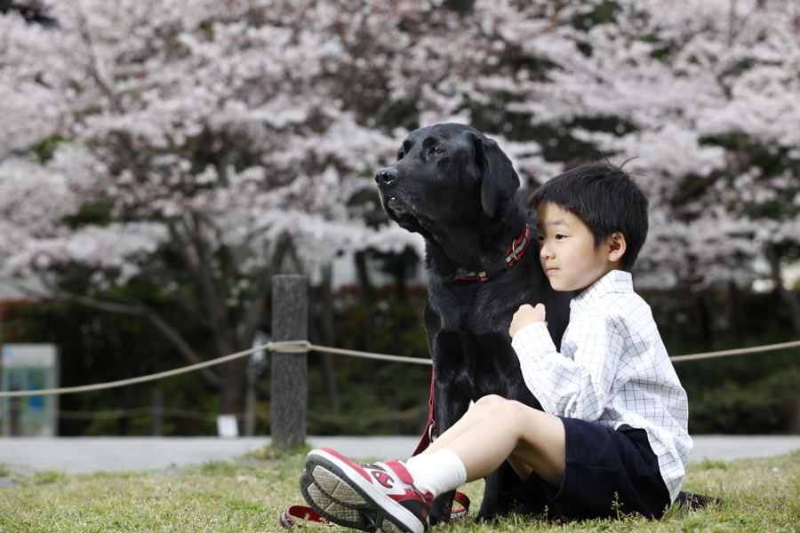 「アイメイト・サポートカレンダー」桜の季節_d0323943_1351455.jpg