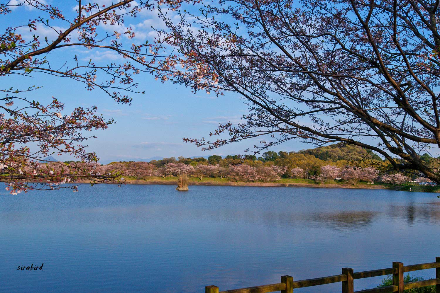 立岡自然公園のサクラ 宇城市 チャレンジ 日々の散歩道 立岡自然公園のサクラ 宇城市 チャレンジ 日々の散歩道