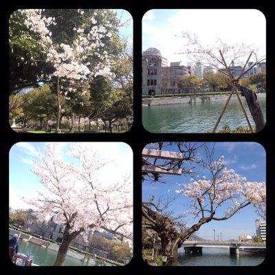 被爆桜_e0165145_215197.jpg