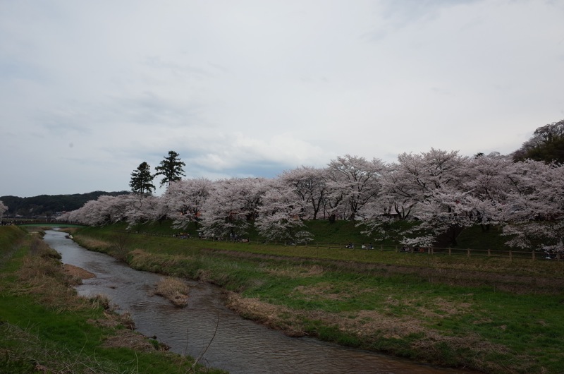 桜2014　木次_f0169147_21164557.jpg