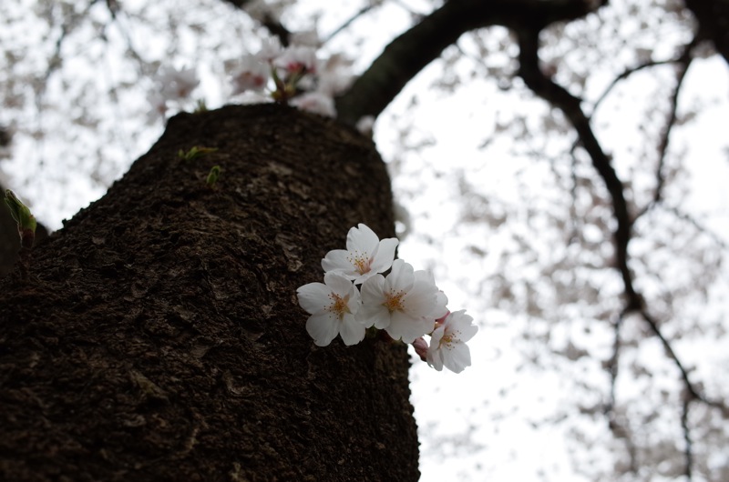 桜2014　木次_f0169147_2163926.jpg