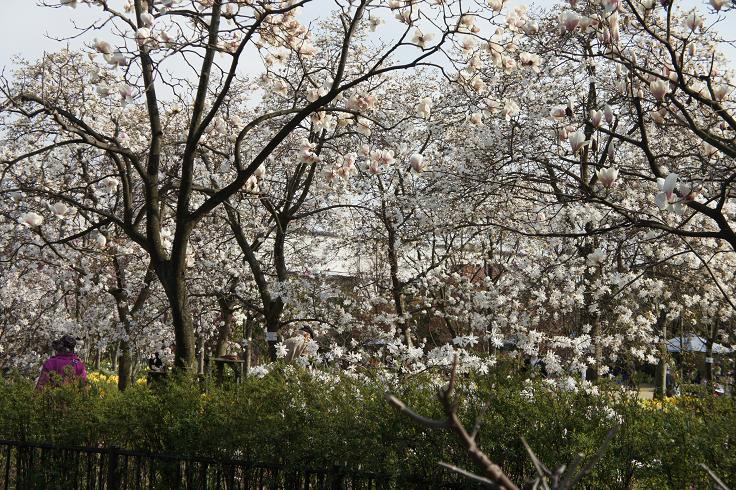 木蓮の花咲く頃に 木洩れ日のなかで